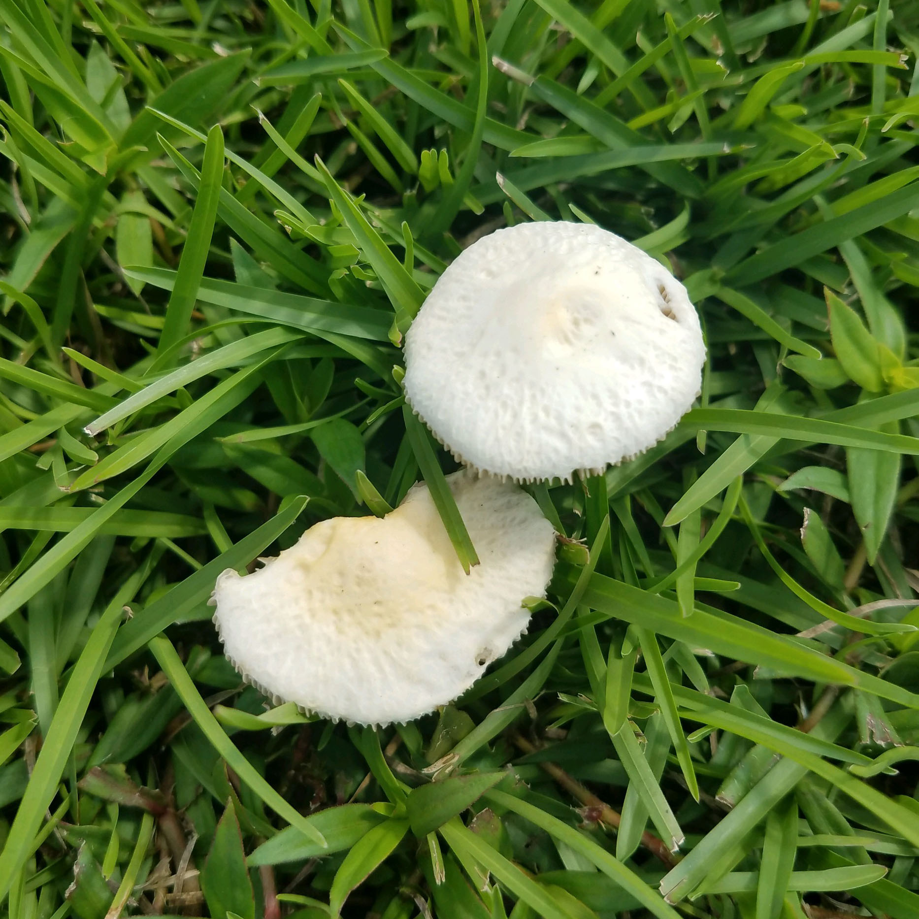 Here’s why mushrooms show up in the landscape 